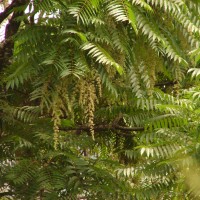 Toona sinensis (Juss.) M.Roem.